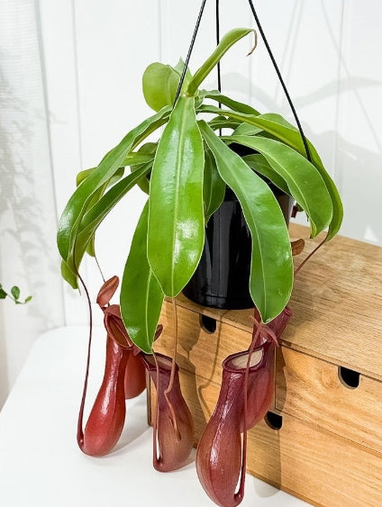 Nepenthes Ventrata seeds