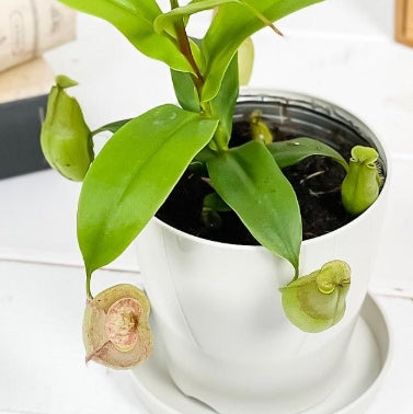 Nepenthes gracilis seeds