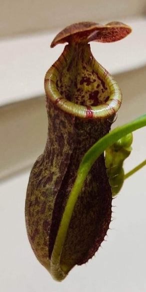 Nepenthes (chaniana x boschiana) x 'Rokko' seeds