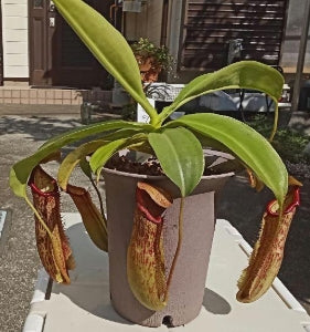 Nepenthes northiana seeds