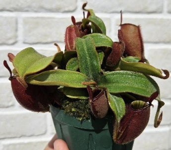 Nepenthes ampullaria Red seeds