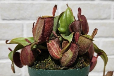 Nepenthes ampullaria Red seeds