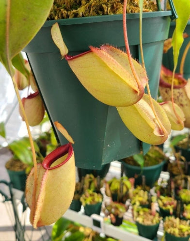 Nepenthes × hookeriana seeds