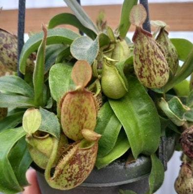 Nepenthes rafflesiana seeds
