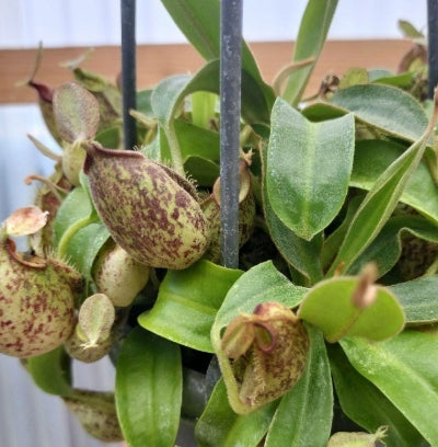 Nepenthes rafflesiana seeds