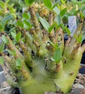 Adenium Riza seeds