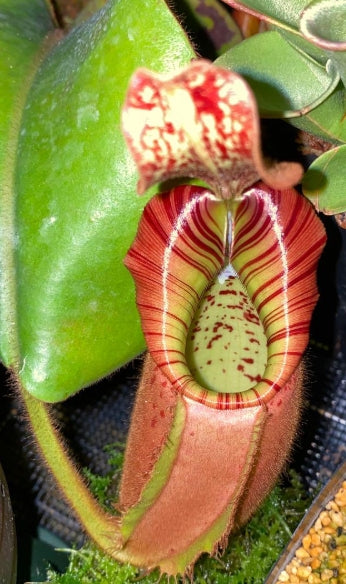 Nepenthes veitchii `Akazukin' Bario x veitchii peristome Bario Y's seeds