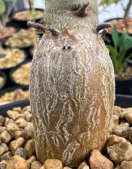 Jatropha conzatti seeds