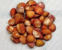 Bursera simaruba seeds
