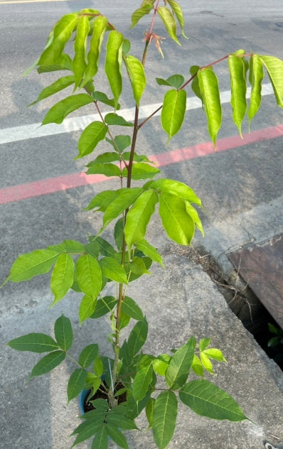 Bursera simaruba seeds