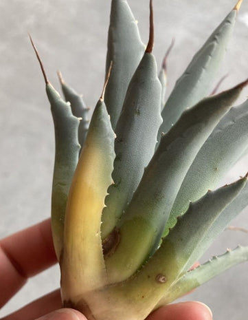 Agave uthaensis var. nevadensis seeds