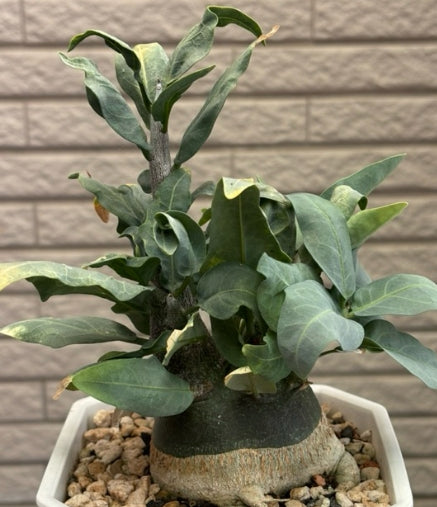 Adenia pechuelii seeds