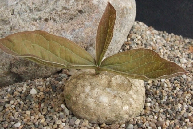 Adenia ovata seeds