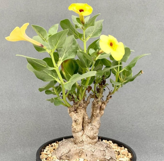 Pterodiscus ruspolii seeds