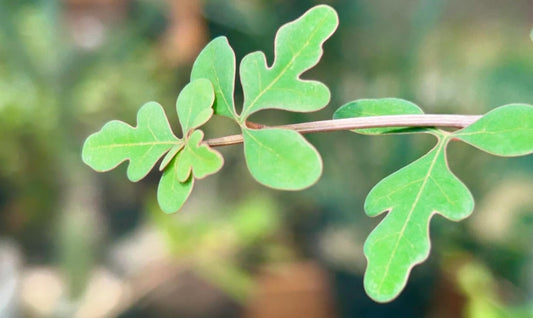Adenia subsessilifolia seeds