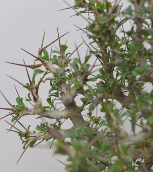 Sarcocaulon camdeboense seeds