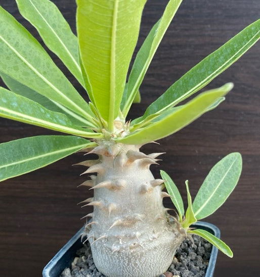 Pachypodium bicolor seeds
