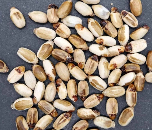 Jatropha paradoxa seeds