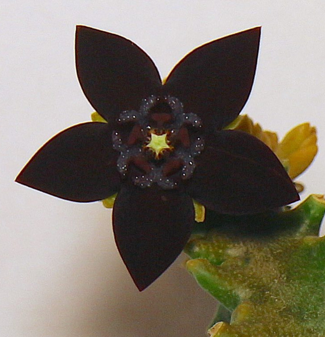 Sulcolluma shadhbana seeds