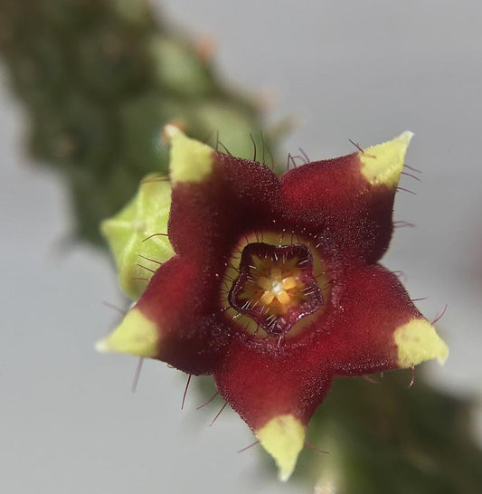 Echidnopsis repens seeds