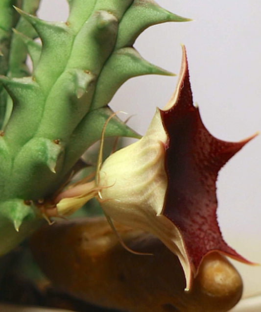 Huernia penzigii seeds
