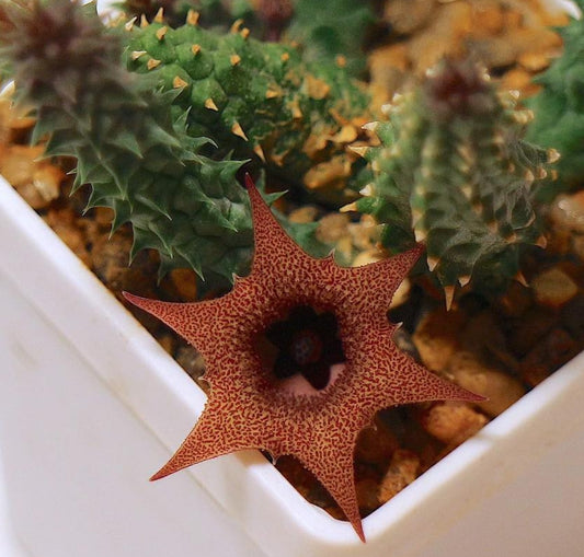 Huernia echidnopsioides seeds