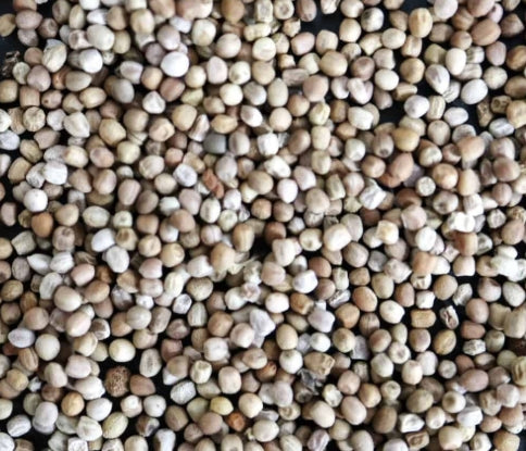 Euphorbia stellata seeds
