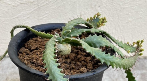 Euphorbia stellata seeds