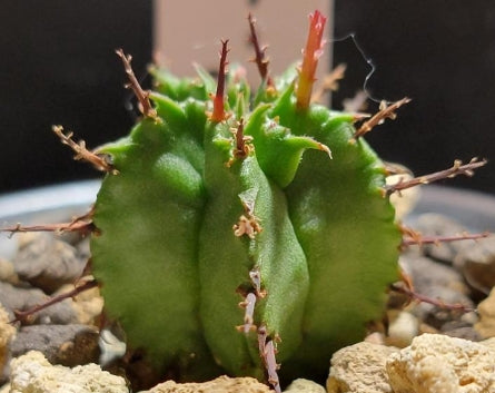 Euphorbia polygona seeds