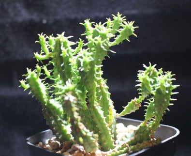 Euphorbia enopla seeds