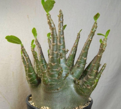 Adenium arabicum Dwarf Type seeds