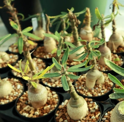 Pachypodium succulentum seeds