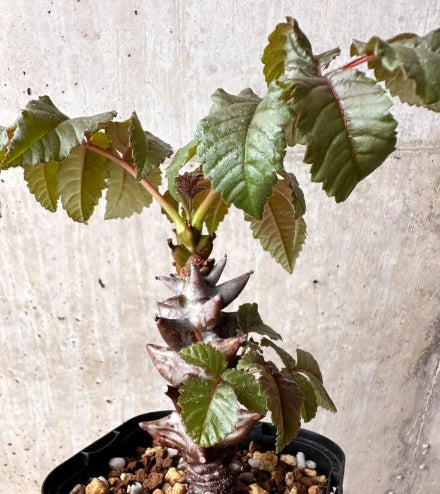 Beiselia mexicana seeds