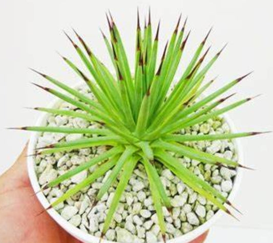 Agave gracielae seeds