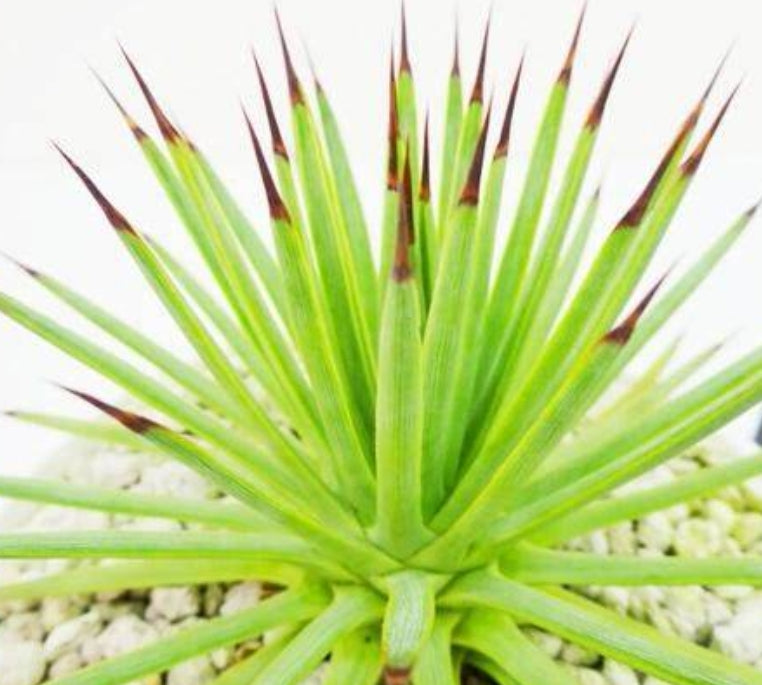 Agave gracielae seeds