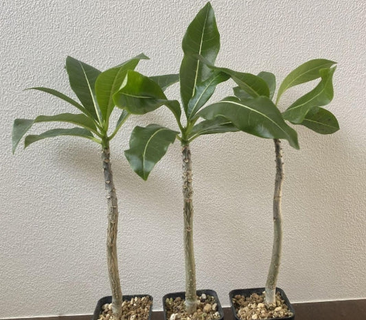 Pachypodium sofiense seeds