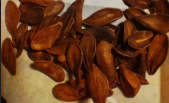 Pachypodium sofiense seeds