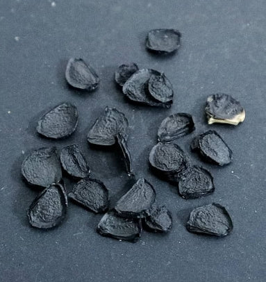 Agave verdensis seeds