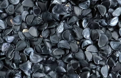 Agave sobria ssp. roseana seeds