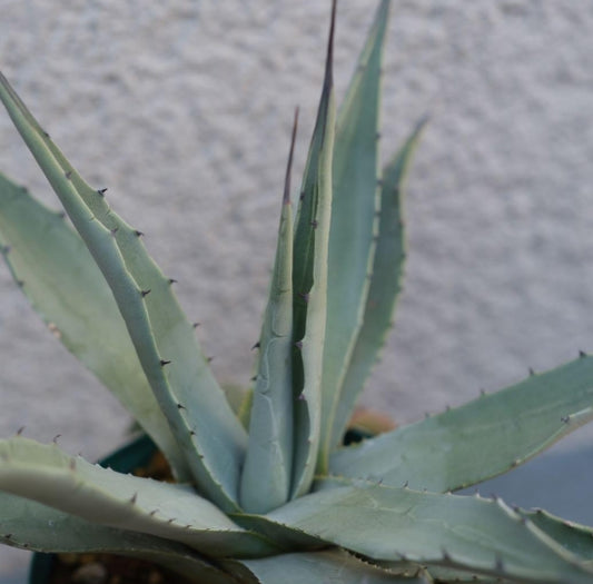 Agave parryi v couesii seeds