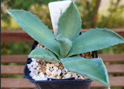 Agave inaequidens 'Ashy White' seeds