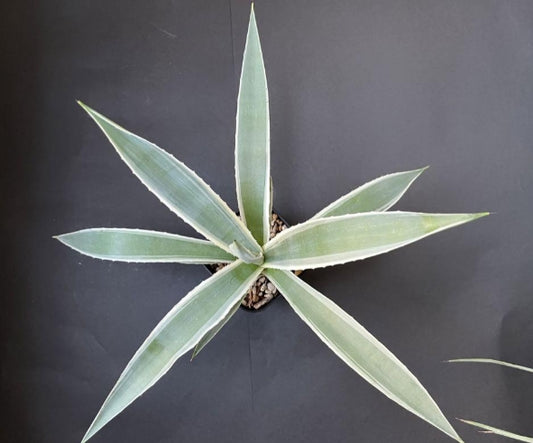 Agave angustifolia seeds