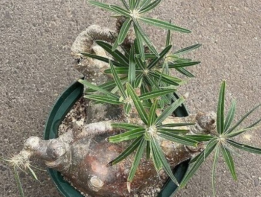 Pachypodium rosulatum var. gracilius seeds