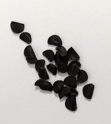 Agave quiotepecensis seeds