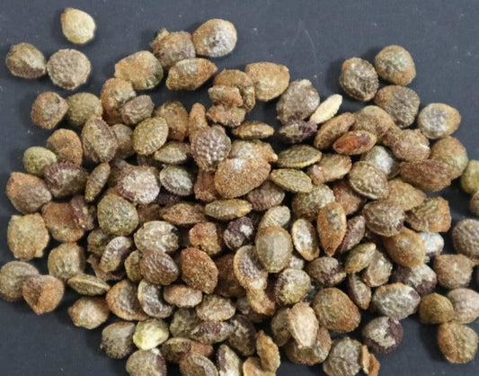 Adenia venenata seeds