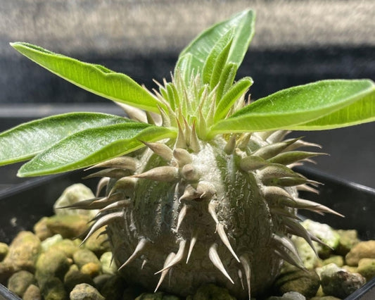 Pachypodium enigmaticum seeds