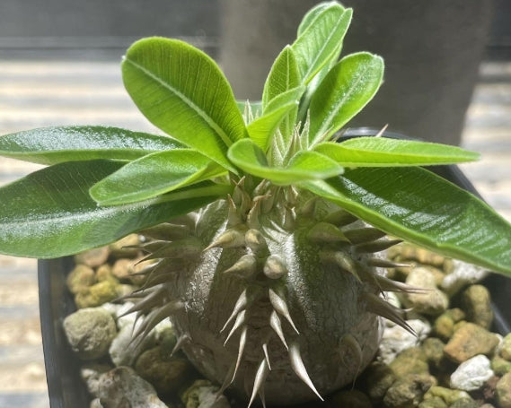 Pachypodium enigmaticum seeds