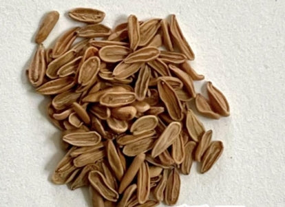 Pachypodium enigmaticum seeds