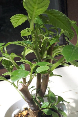 Dorstenia hildebrandtii seeds