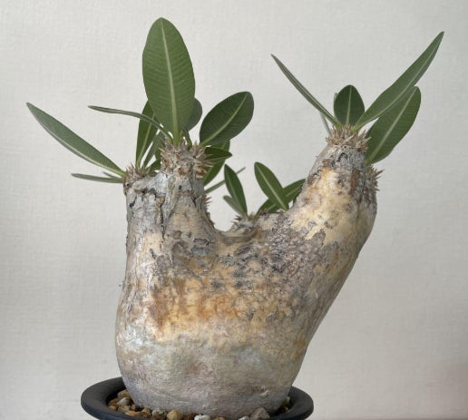 Pachypodium eburneum seeds